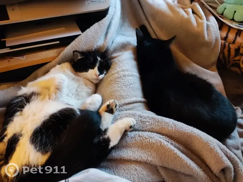 Loulou, chat noir/blanc perdu - photo