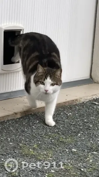 Salem le chat grand voûté perdu - photo