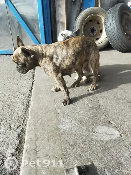 Chien Bouledogue Français Volé - photo