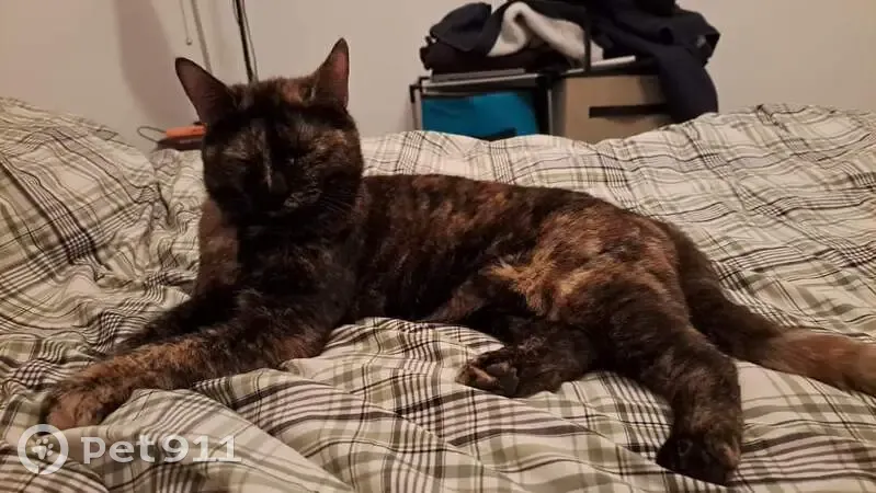 Chatte écaille disparue à Bourg-lès-Valence - photo