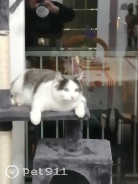 Chat blanc/gris perdu à Montrond - photo