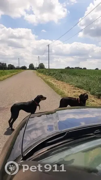 Alerte: Fugue de Petruska et Simca - photo