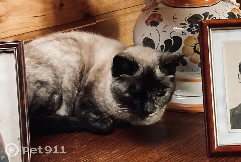 Chat Siamois Perdu à Pléneuf-VA - photo