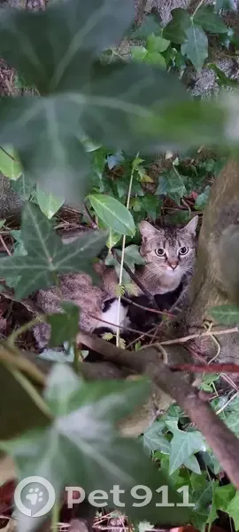 Chatte et chatons trouvés - photo