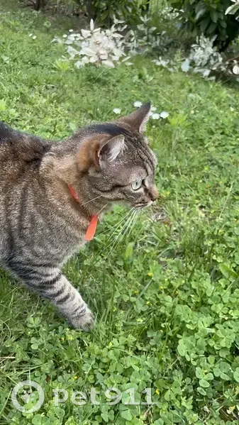 Chat tigré perdu à Balma - photo