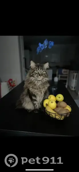 Chat Maine Coon perdu, queue cassée - photo