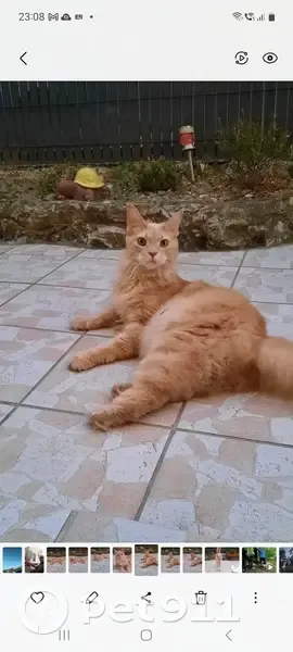 Chat géant trouvé à Nice - photo