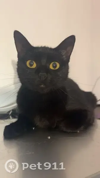 Chatte noire Baguera perdue - photo