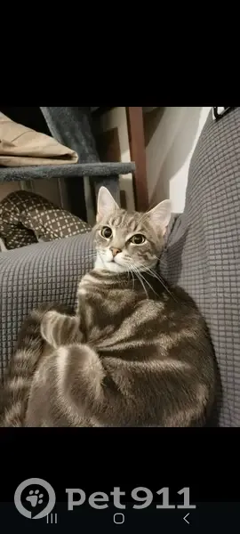Chat perdu à Saint-Honoré/Jeanne d'Arc - photo