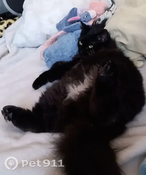 Alerte: Chatte Urkane perdue à Teteghem - photo