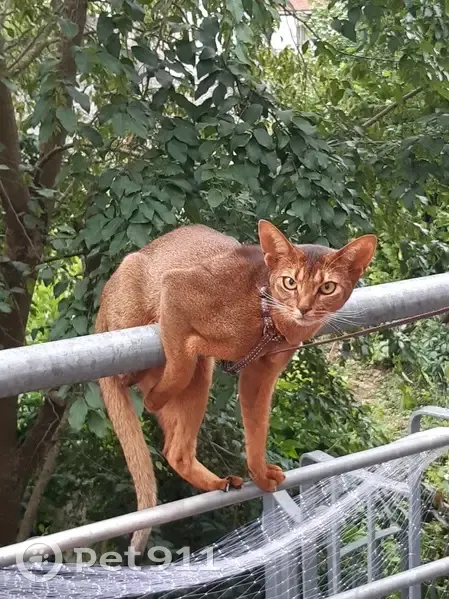 Chatte abyssine perdue à Nancy - photo