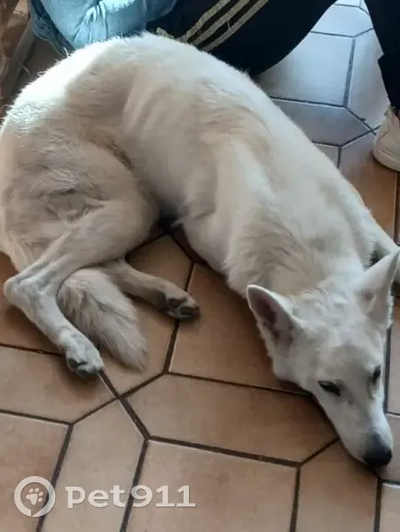 Chien Berger blanc perdu à Bondy - photo