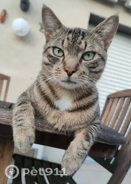 Oggy, chat tigré perdu à Pacé - photo