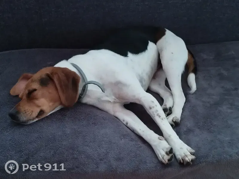 Chienne Beagle Trouvée à Périers - photo