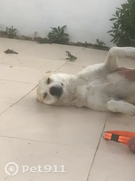 Chien craintif perdu - Aizenay - photo
