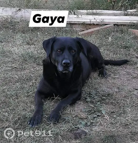 Chienne âgée noire perdue - Mesterrieux - photo