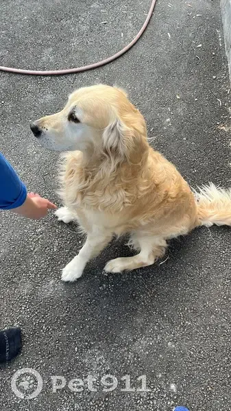 Chien Golden obéissant trouvé - photo
