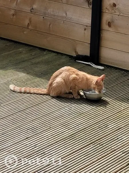 Chat roux maigre trouvé à Méricourt - photo