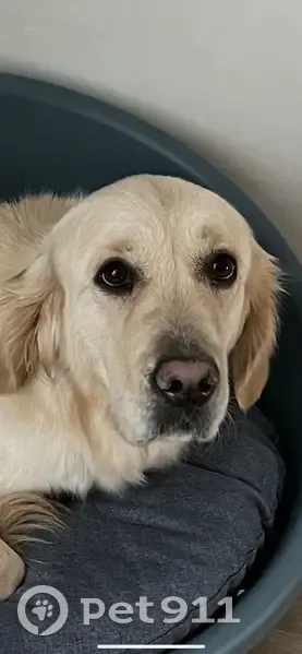 Sally, Golden Retriever perdu - photo