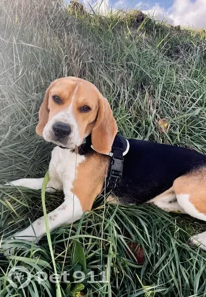 Chien perdu à Ludesse, 21 - photo