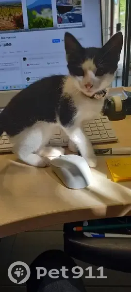 Chaton noir et blanc trouvé - photo