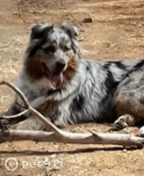 Chien Berger australien perdu - photo
