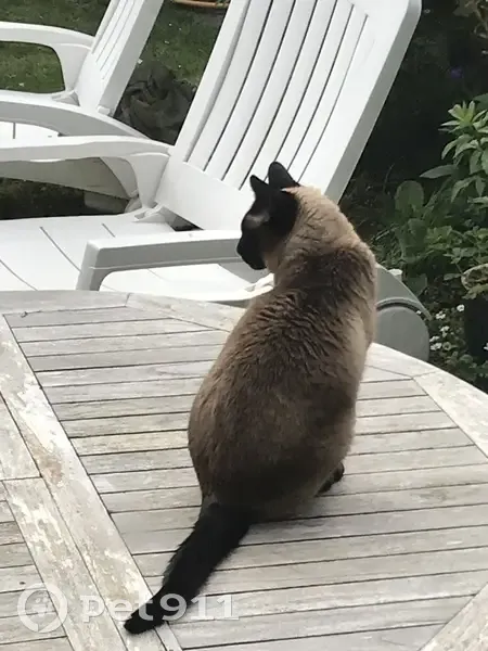Chatte siamoise trouvée à Bihorel - photo