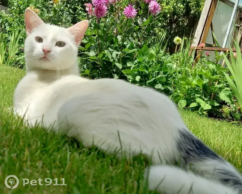 Chat Blanc Perdu à Ploudalmézeau - photo