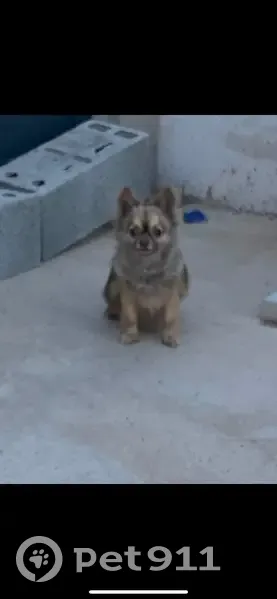 Chien perdu à Pomérols retrouvé - photo
