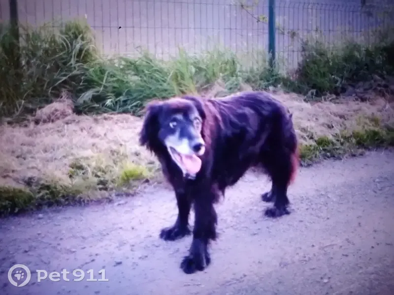 Chien perdu à St Jean St-Quentin - photo