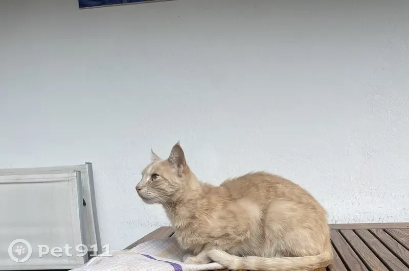 Chat Stark perdu à Nice - photo