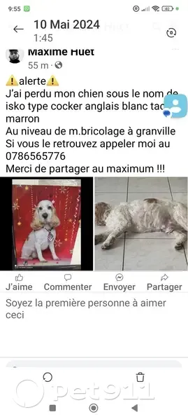 ISKO, Cocker blanc/feu perdu - photo