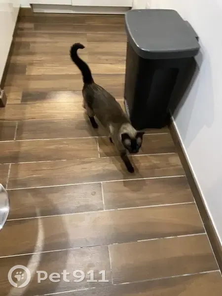 Chat siamois trouvé à Paris 7e - photo