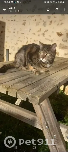 Chat OKI disparu à Plaisir - photo