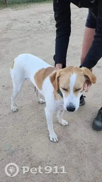 Chiot perdu à Osani avec collier - photo