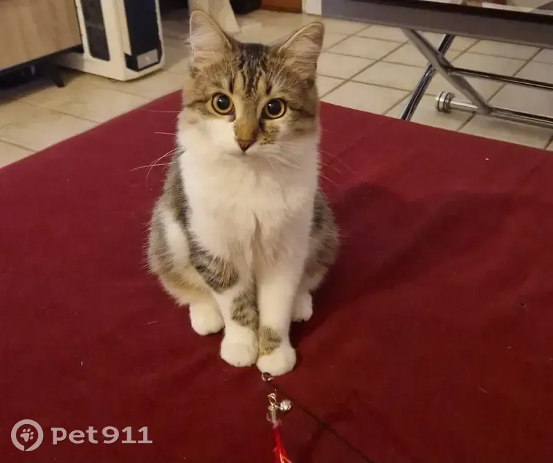 Chat perdu à Dozulé - Pucé - photo