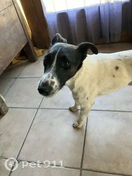 Chien Jack Russel perdu à Averton - photo