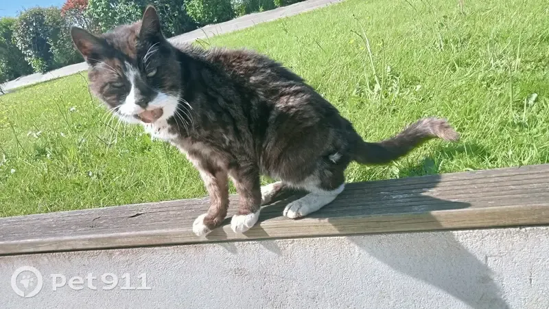 Chat égaré pucé et malade - photo