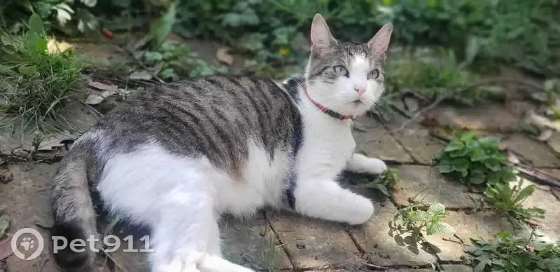 Chat Stark gris-blanc perdu - photo