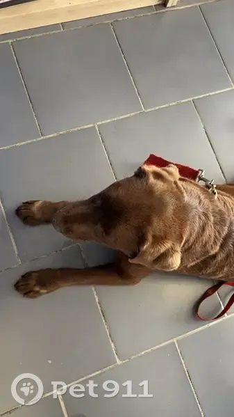Chienne labrador perdue retrouvée - photo