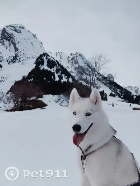 Avis: Husky Laska perdu à Thyez - photo