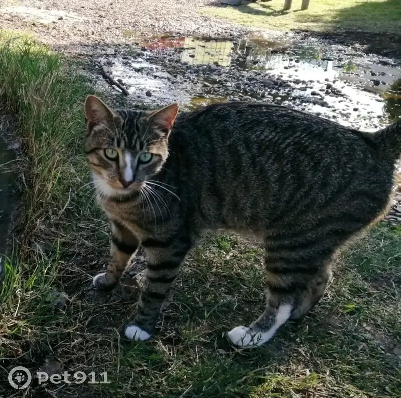 Chat Zouk tigré disparu à Montpellier - photo