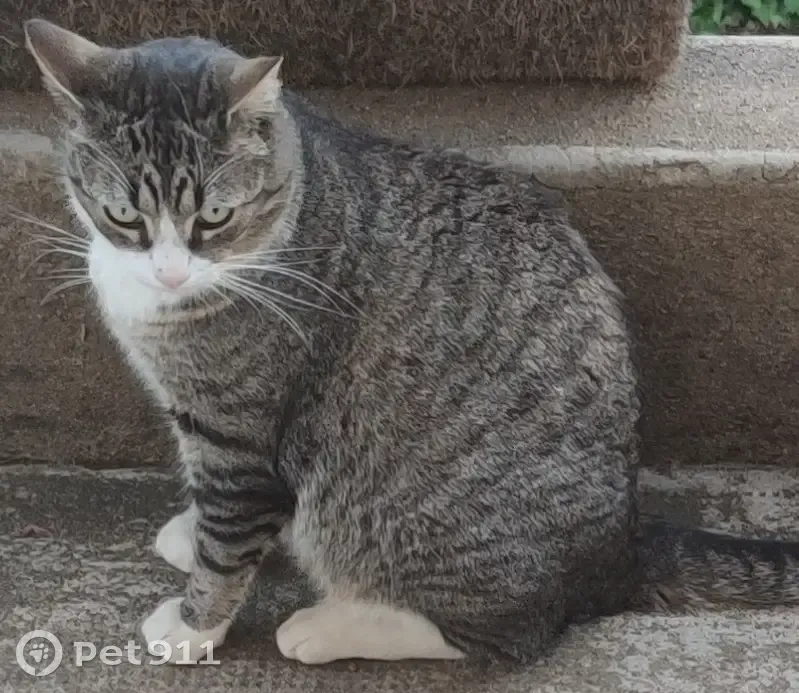 Chat Européen Tigré Perdu - Piré - photo