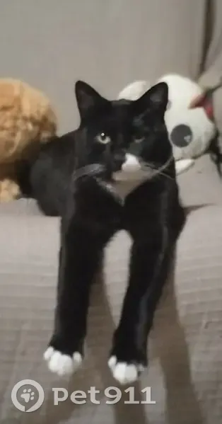 Chat noir perdu à Cognac - photo