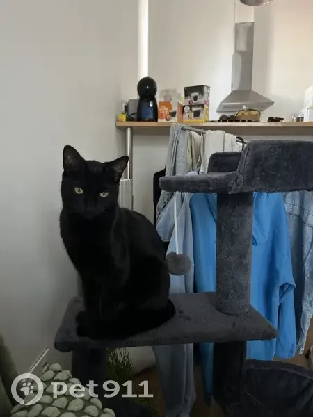 Chatte noire pucée perdue à Talence - photo