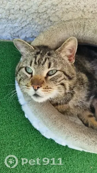Chat tigré perdu à Bordeaux - photo