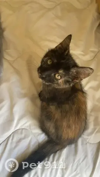 Chatte écaille perdue à Ferrières - photo