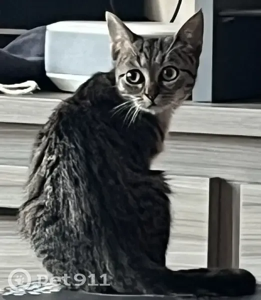 Chatte tigrée perdue à Courpière - photo