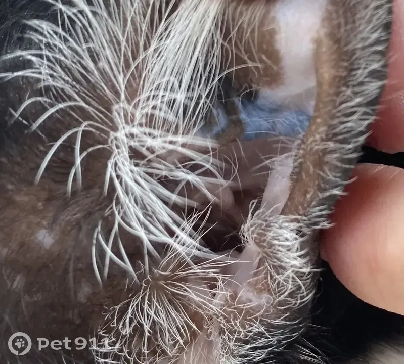 Chat noir et blanc tatoué retrouvé - photo