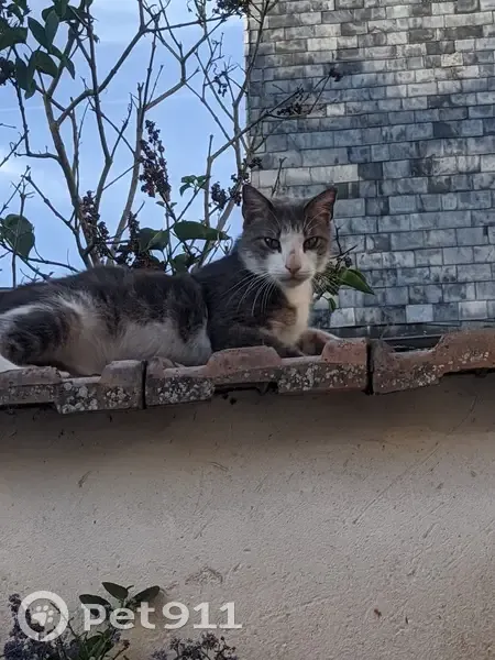 Chat perdu rue des Tanneries - photo